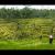 28th April 2012 11:13am - Tegalalang Rice Terrace